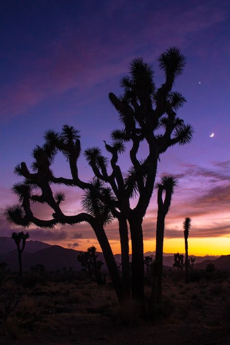 Fine art print of Joshua Tree at sunset. Photo was taken in Joshua Tree national park in 2018. Joshua Tree Sunset, Joshua Tree House, On A Dark Desert Highway, Desert Aesthetic, Sky Art Painting, Tree Sunset, Desert Dream, Evening Sunset, Desert Life