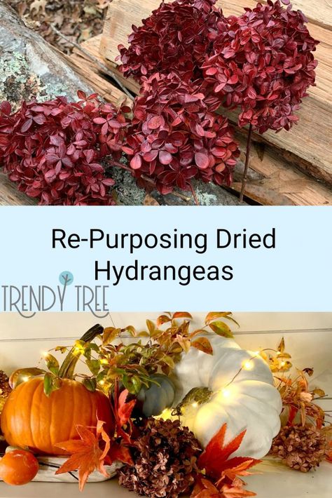 Dried Hydrangeas for the Christmas Tree — Trendy Tree Dried Hydrangeas Centerpiece, Christmas Decor Trends, Fall Hydrangea, Hydrangea Bloom, Hydrangea Centerpiece, Hydrangea Arrangements, Dried Hydrangeas, Old World Christmas Ornaments, Growing Hydrangeas