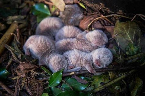 Baby Sea Otters, Otter Pup, Baby Otter, Otter Love, Photo Animaliere, Baby Otters, Sea Otter, Cute Animal Pictures, Sweet Animals