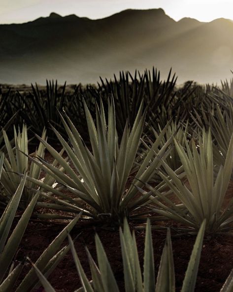 Mexico Tequila Aesthetic, Agave Plant Aesthetic, Mexico Dark Aesthetic, Mexican Desert Aesthetic, Dark Mexico Aesthetic, Dark Mexican Aesthetic, Mexican Rancho Aesthetic, Agave Aesthetic, Dark Desert Aesthetic