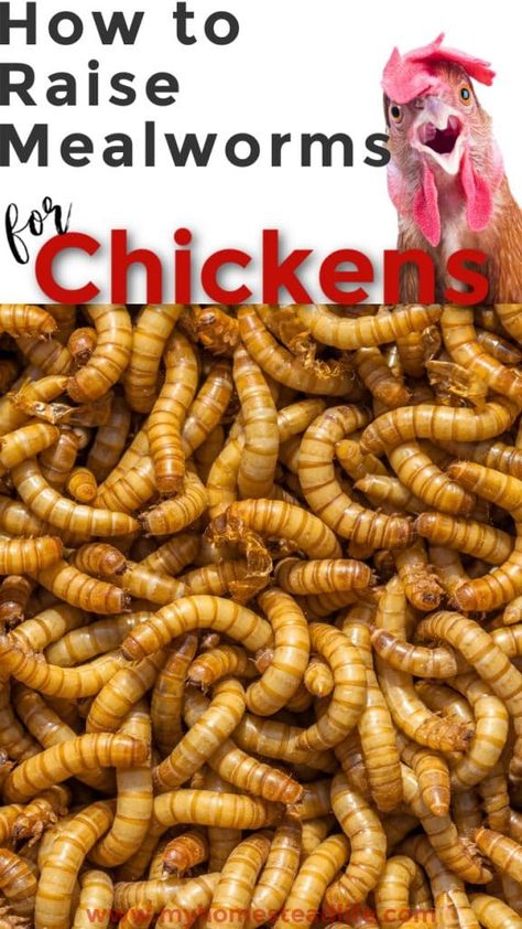 Meal Worms For Chickens, Mealworms For Chickens, Raising Mealworms, Meal Worms Raising, Mealworm Farm, Packed Snacks, Worm Farming, Meal Worms, Raising Farm Animals