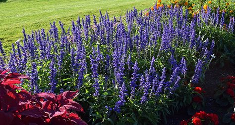 20 Plants That Like Full Sun & Heat (Heat Tolerant Plants) | Proven Winners Full Sun Border Plants, Front Yard Landscaping Design Layout Full Sun, Arizona Plants Full Sun, Thrill Fill Spill Combinations Full Sun, Border Plants Full Sun, Direct Sun Plants Outdoor, Full Sun Garden Ideas, Plants For Hot Weather, Full Sun Drought Tolerant Plants