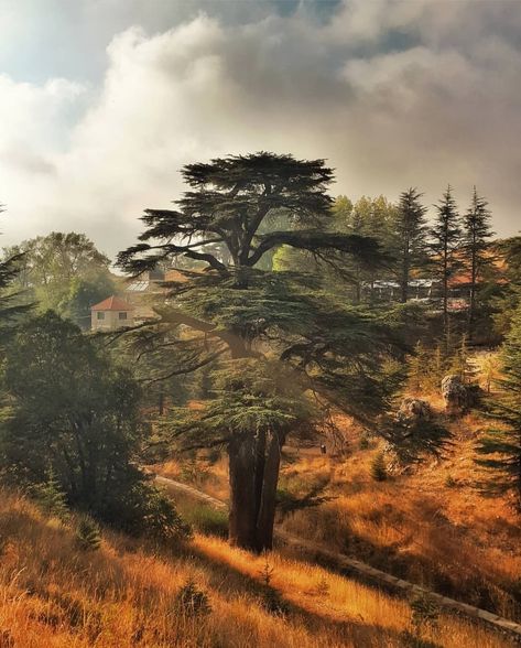 Cedars of God. Lebanon. Hasansalemé Lebanese filmmaker Cedar Tree Lebanon, Lebanese Cedar Tree, Lebanon Architecture, Lebanon Tree, Cedrus Libani, Lebanese Culture, Unusual Trees, Cedars Of Lebanon, Lebanon Cedar