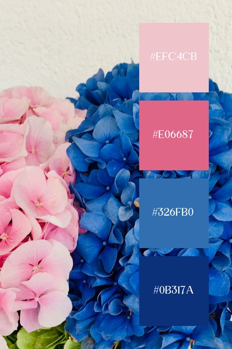 This Blue Pink palette combines vibrant pinks and cool blues, highlighting the intricate details of a flower in close-up. It creates a striking and elegant contrast, ideal for designs focused on natural beauty and sophistication. Contrasting Blue Colour Palettes, Teal Blue Pink Color Palettes, Royal Blue And Pink Color Palette, Color Combinations For Website, Color Palette Blue And Pink, Pink And Blue Colour Palette, Contrasting Colors Combinations, Blue Contrast Colors, Pink And Blue Branding