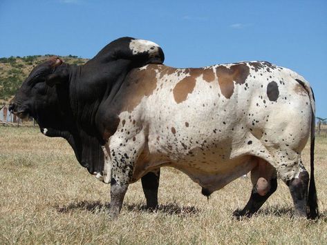 Massive Bull Bucking Bulls, Bull Cow, Wilde Westen, Beef Cattle, Cattle Ranching, Young Animal, Cow Calf, Bull Riding, Animal Planet