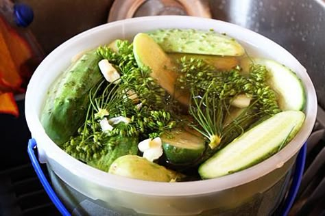 Diy Pickles, Refrigerator Pickles Dill, Refrigerator Pickle Recipes, Garlic Dill Pickles, Dill Pickle Recipe, How To Make Pickles, Pickles Recipe, Pantry Ingredients, Refrigerator Pickles