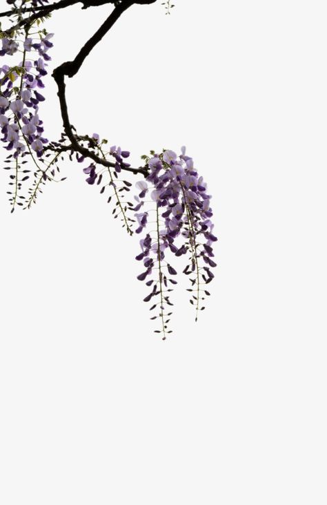 Wisteria Drawing, Wisteria Branch, Wisteria Tattoo, Crane Tattoo, Lily Flower Tattoos, Wisteria Tree, Purple Wisteria, Wreath Illustration, Geisha Art