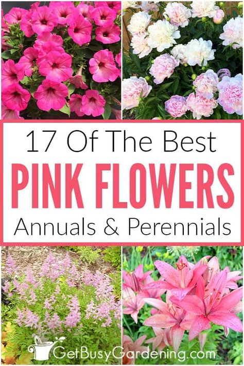 If you’re perusing for new pink flowers to add to your garden this year, I have the perfect list for you! From flowering shrubs like pink peonies to the pink phlox perennial, this list has a huge variety of bushes and plants to fit into your garden space. Whether you’re interested in perennials, annuals, or specifically pink flowers that grow in pots, you can find your ideal match right here in this guide. Even find necessary information such as sun and water requirements, and ideal grow zones! Dianthus Flowers, Garden Planning Layout, Pink Perennials, Smelling Flowers, Gardening Design, Types Of Roses, Flower Gardening, Pink Garden, Flower Spike