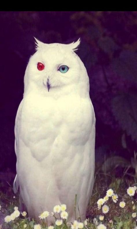 Albino Owl Rare Albino Animals, Albino Animals, Animale Rare, White Owl, Unusual Animals, Rare Animals, Pretty Animals, Majestic Animals, Silly Animals