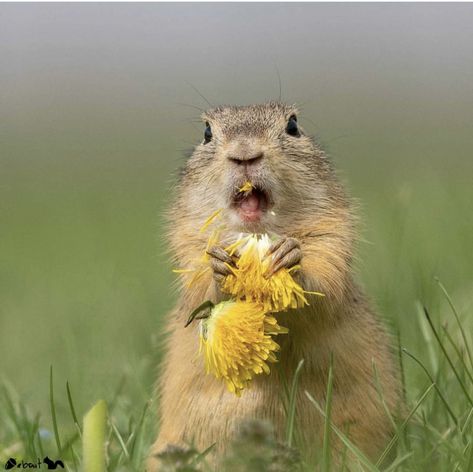 Animals Doing Funny Things, Ground Squirrel, Prairie Dog, Silly Animals, Photo Of The Day, Baby Owls, Cute Animal Drawings, Squirrels, Chipmunks