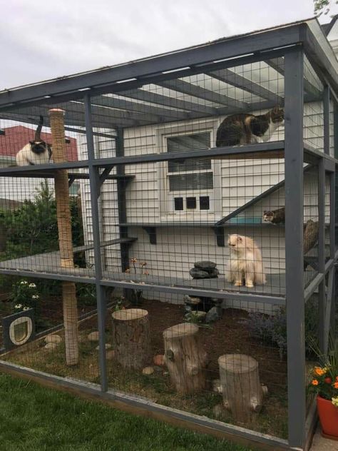 Cat Shed Ideas, Cat Indoor House, Catio Plans Design, Catio Shelving Ideas, Catio Ideas Cat Diy, Cat Sunroom, Catios Ideas For Cats, Catio Ideas Cat, Cat Shed