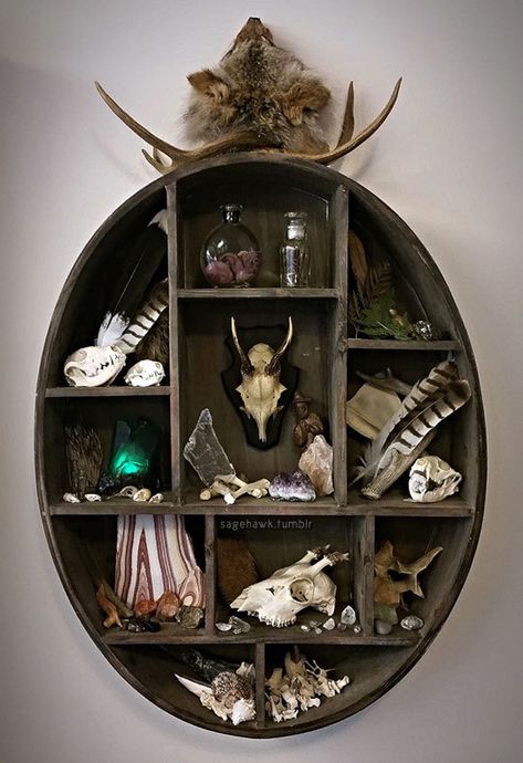 Livin’ it up in a witchy house full of dead things and hawks with my great roomies wobblywoods and magpiebones. This curio shelf... Oddities Decor, Witchy House, Taxidermy Decor, Cabinet Of Curiosity, Curio Shelf, Taxidermy Art, Dark Home Decor, Shadow Box Art, Dark Home