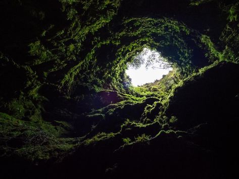 It Turns Out You Can Photosynthesize In Dark Caves Cave Entrance, Dark Naturalism, Dark Cave, Carlsbad Caverns National Park, Watership Down, Art Appliqué, Dark Cottagecore, Special Images, The Dark Crystal