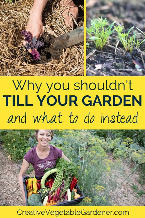 Garden Prepping, Healthy Soil, Vegetable Garden Tips, Garden Works, Potager Garden, Starting A Garden, Garden Help, Diy Gardening, Home Vegetable Garden