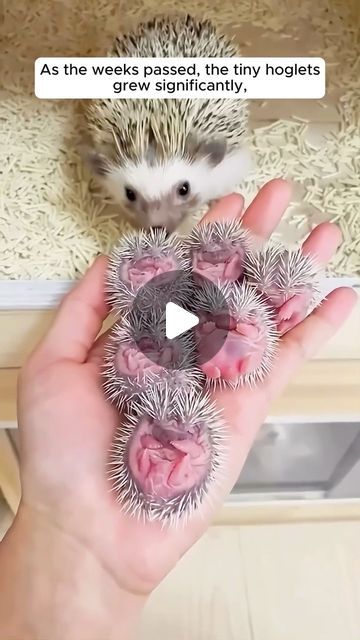 284K likes, 2,178 comments - animallovershnt op March 12, 2024: "Young woman raised little hedgehogs in her house 
#animallove #animalovers #animallovers❤️ #animalrescue #animalsofinsta #rescuesofin...". Cute Tiny Animals, Cute Baby Animals Pictures, Diy Hedgehog Toys, Hedgehog Videos, Baby Animals Adorable, Funny Baby Animals, Hedgehog Toys, Baby Hedgehogs, Tiny Baby Animals