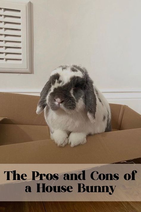 Pros And Cons Of Owning A Bunny, Bunny Pen Ideas, Rabbit Digging Box Ideas, Getting A House, Mini Lop Rabbit, House Bunny, Indoor Rabbit, Mini Lop, Bunny Care