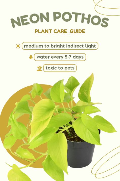 Neon Pothos Plant Care, Neon Pothos Care, Pathos Plant Care, Pathos Plant, Pothos Varieties, Money Plant Care, Pothos Care, Pothos Plant Care, Houseplant Collection