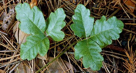 Poison Oak Rash, Poison Plants, Dangerous Plants, Poison Ivy Remedies, Poison Sumac, Nature Hunt, Myths And Facts, Poison Oak, Holistic Health Remedies