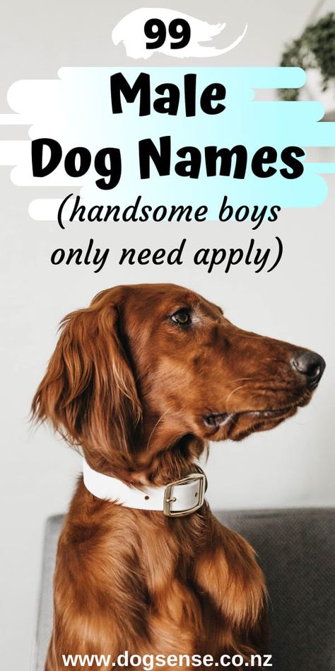 Male Dogs Names Unique, Puppy Names Boy Unique, Best Dog Names Boys, Male Dog Names Unique With Meaning, Names For Dogs Boys, Unique Puppy Names Male, Make Dog Names, Cute Dog Names Male, Dog Boy Names