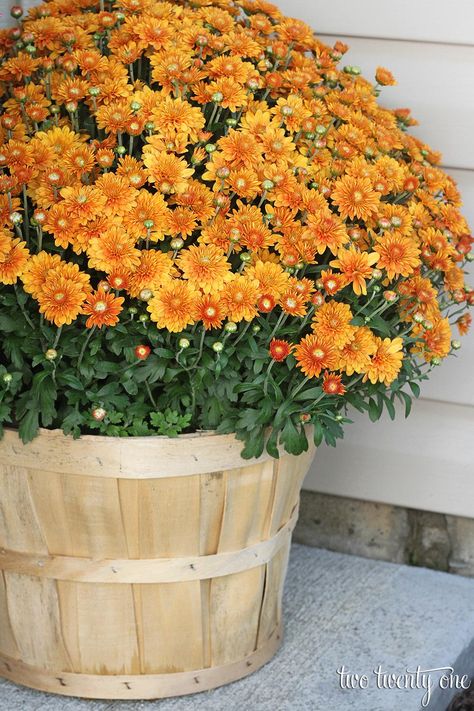 Fall Yard Displays, Fall Potted Plants, Shade Plants Container, Fall Container Plants, Fall Pots, Potted Mums, Fall Yard Decor, Outside Fall Decor, Fall Container Gardens