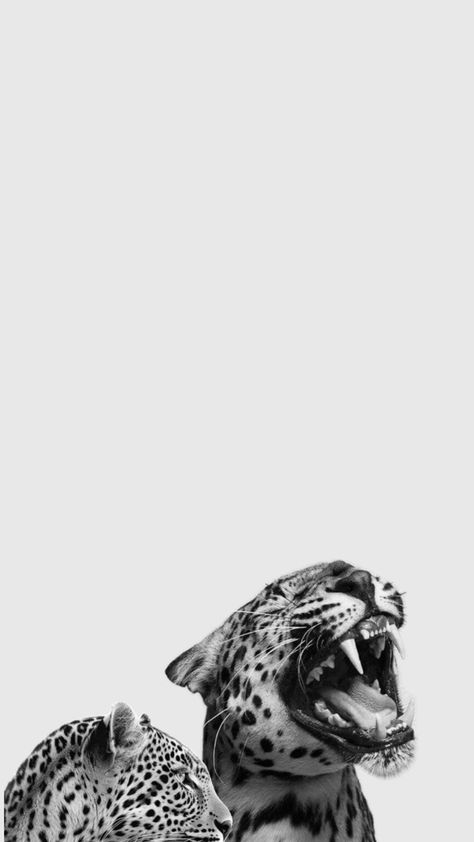 Cute Tumblr Wallpaper, Tumblr Wallpaper, Ipad Wallpaper, Cute Wallpapers, Fondos De Pantalla, Phone Wallpaper, Black And White, Animals, White