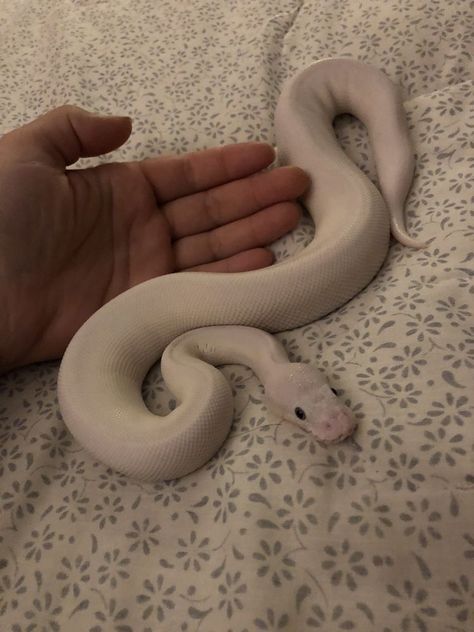 White Snake Pet, Pet Python, Snakes Pet, Snake Pets, Ball Python Snake, Baby Ball Python, Snake Terrarium, Pet Snakes, Baby Snakes