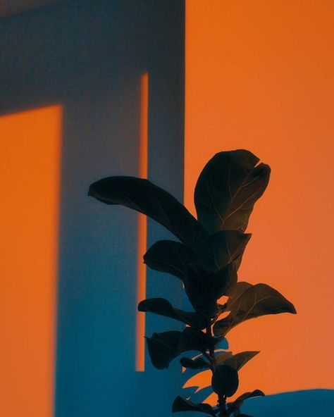 Aesthetic pictures ;) - ➿Orange➿ - Wattpad Photography Collection, Orange Aesthetic, Lukisan Cat Air, Cinematic Photography, Aesthetic Colors, Aesthetic Photo, Aesthetic Photography, Light And Shadow, Golden Hour