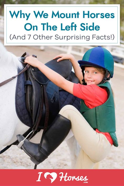 Why Do We Mount On The Left? Plus Other Horse Facts Equestrian School, Facts About Horses, Mounting A Horse, Horse Training Exercises, Horseback Riding Tips, Horse Behavior, Horse Braiding, Horseback Riding Lessons, Horse Lessons