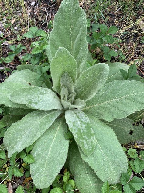 A couple of years ago we threw some mullein seeds around our orchard area to start sourcing our own mullein. Well, they’ve grown into magnificent second-year plants, and with their towering s… Great Mullein, Tea For Cough, Earache Remedies, Mullein Tea, Reaching For The Sky, Moth Repellent, Native American Traditions, Natural Health Remedies, Dark Places