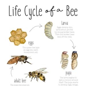 Insect Worksheet, Bee Unit Study, Life Cycle Montessori, Bee Diagram, Garden Unit Study, Life Cycle Of A Bee, Honey Facts, Honey Bee Life Cycle, Honey Bee Farming