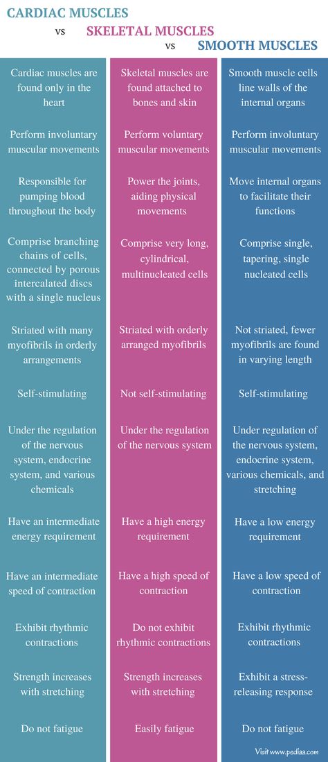 Difference Between Cardiac Skeletal and Smooth Muscles - Comparison Summary Types Of Muscles Muscular System, Muscle Physiology Notes, Muscle Tissue Notes, Skeletal Muscle Structure, Muscular Tissue Notes, Muscle Tissue Anatomy, Muscles Notes, Histology Notes, Muscle Types