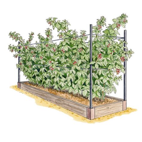 Raspberry Trellis, Raspberry Bushes, Companion Planting Vegetables, Growing Raspberries, Raspberry Plants, Berry Garden, Vegetable Harvest, Garden Planner, Royal Garden