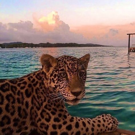 Irrational (@irrationalfashun) • Instagram photos and videos Animal Tumblr, Baby Eyes, Tropical Animals, Tropical Vibes, Animal Planet, Big Cats, Jaguar, Panther, Macbook