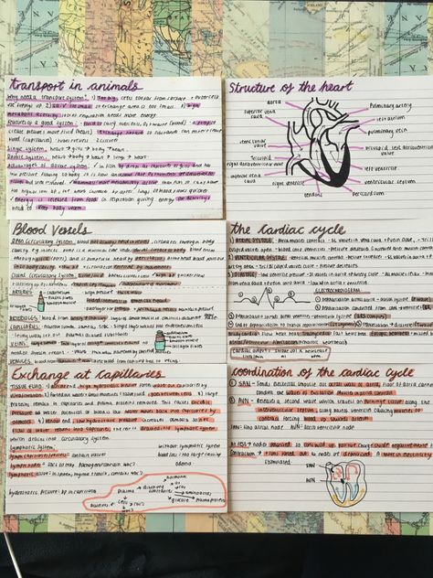 A level biology revision flash cards - transport in animals #school #study #alevel #biology Flash Cards Biology, Science Revision Cards, Biology Flashcards Gcse, A Level Biology Flashcards, Revision Notes Biology Alevel, Aesthetic Revision Cards, Revision Cards Aesthetic, Flash Cards Ideas Study Science, Flash Cards Ideas Study Aesthetic