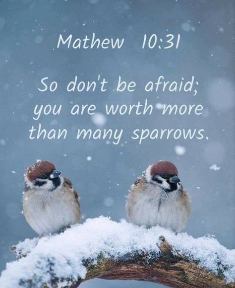 So don't be afraid you are worth more than many sparrows. Mathew 10:31 Worth More Than Many Sparrows, Bible Notes, Sparrows, Bible Words, Childrens Church, Don't Be Afraid, Dont Be Afraid, Heavenly Father, S Word