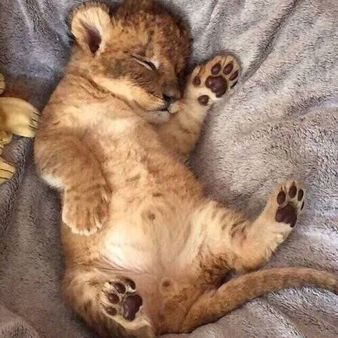 Cute Lion, Baby Animals Pictures, Lion Cub, Baby Lion, Baby Animals Funny, Cute Wild Animals, Cute Animal Photos, Cute Animal Pictures, Dundee