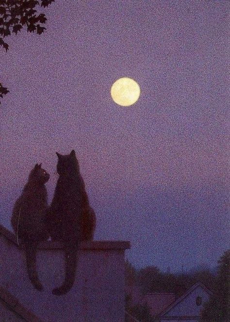 Staring At The Moon, Moon Lights, Moon Aesthetic, Adorable Cats, The Moon, Moon