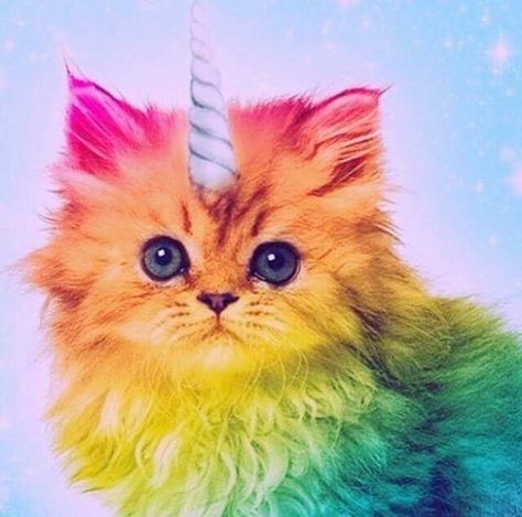 Rainbow unicorn kitten because, why not? Rainbow Kittens, Image Chat, Animale Rare, Unicorn Cat, Rainbow Cat, Cat Coloring Page, Backstreet Boys, A Unicorn, Cute Unicorn