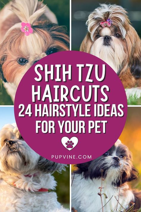 Shih Tzu Haircuts: 24 Hairstyle Ideas For Your Pet Haircut For Shih Tzu Dog Grooming, Teddy Bear Dogs Haircuts, Haircuts For Shih Tzu, Shih Tzu Poodle Haircuts, Shih Tzu Lion Haircut, Puppy Shih Tzu Haircut, Long Haired Shih Tzu, Shitzu Grooming Diy, Shih Tzu Dog Haircuts