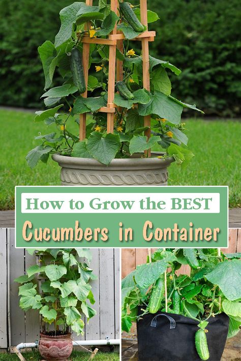 Growing Cucumbers Vertically, How To Grow Cucumbers, Cucumber Trellis Diy, Grow Cucumbers, Cucumber Gardening, Cucumber Trellis, Tattoo Plant, Bucket Gardening, Cucumber Plant