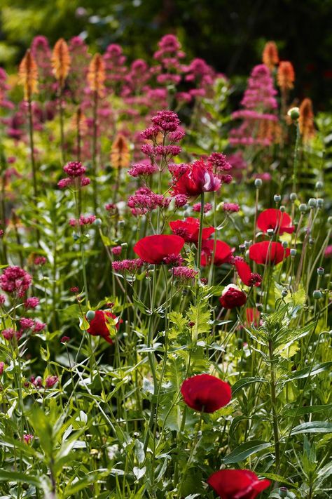 Meet New Garden Design Talent, Mathew Reese | House & Garden Meadow Field, Growing Poppies, Planting Combinations, Great Dixter, Dark History, Poppy Garden, Gardens Flowers, Planting Design, Planting Ideas