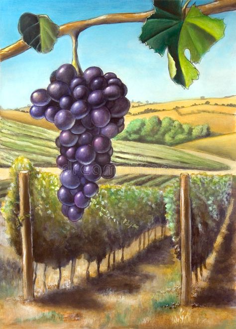 Grape and vineyard. Suitable for wine labels. My original hand painted illustration Vineyard Artwork, Grape Drawing, Vineyard Art, Grape Painting, Grape Vineyard, Wine Grape, Wine Vineyards, Painted Illustration, Fruit Picture