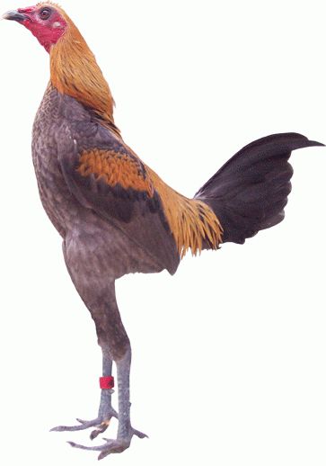 slim chicken. Modern Game Bantam, Rooster Character, Slim Chickens, Bantam Chickens, Game Fowl, Backyard Poultry, Modern Games, Chicken Art, Organic Farm