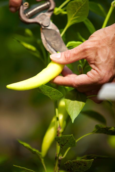 Growing Peppers, Companion Plants, Organic Mulch, Backyard Gardening, Gardening Hacks, Meteor Garden 2018, Plant Supplies, Pepper Plants, Family Garden