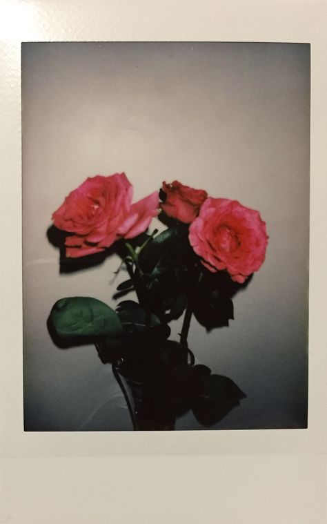 Polaroid. Roses. My Website, Roses, Green, Pink, White, Black