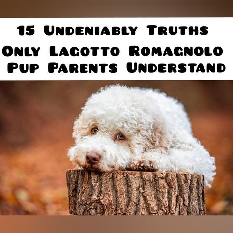 The Italian Water Dog, or Lagotto Romagnolo, is one of the oldest dog breeds with a rich history. Italy is considered to be its homeland, although it was brought there back in the 16th century on ships that sailed from Turkey. Italian Water Dog, Italian Water, Lagotto Romagnolo, Puppies Tips, Dog Facts, Water Dog, Old Dogs, Interesting Facts, 16th Century