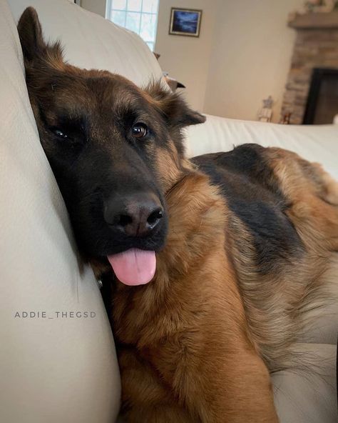 #germanshepherdsofistagram #germanshepherdsofmichigan #germanshepherdslove #germanshepherdsdog #germanshepherdsdaily #germanshepherds101 #germanshepherds1o1 #germanshepherdsonline #germanshepherdsofonline #germanshepherdsoninstagram #germanshepherdsarethebest #germanshepherdsofinstagramfun #germanshepherdsb #germanshepherdss #germanshepherds German Shepherd Cute, Berger Malinois, German Shepherd Photos, German Sheperd Dogs, Gsd Puppy, German Shorthair, Gsd Puppies, Dog Skin, Pretty Dogs