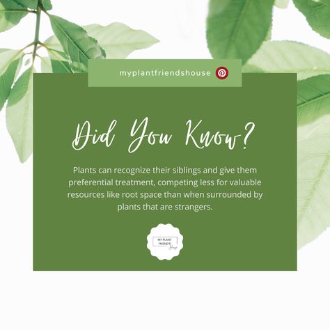 Plant Fact: Plants Recognize their Siblings. Did You Know Facts About Plants, Fun Facts About Plants, Facts About Plants, Organization Notes, My Plant, About Plants, Social Media Advertising Design, School Organization Notes, We Are Coming