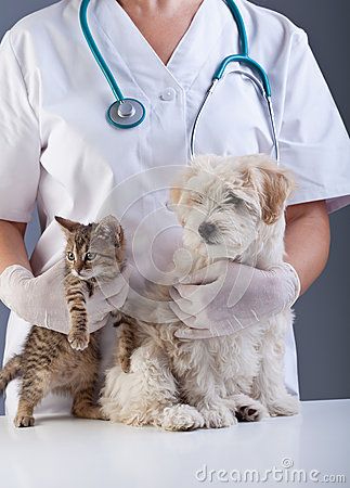 Animal doctor closeup with pets Vet Pictures, Vet Medicine, Animal Doctor, Vet Student, Emotional Support Dog, Emotional Support Animal, Pet Vet, Vet Clinics, Pet Kitten