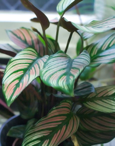 Pinstripe #Calathea care and info #houseplants Pinstripe Calathea, Calathea Ornata, Houseplant Tips, Home Flower Arrangements, Different Home Decor Styles, Houseplants Low Light, Arrowhead Plant, Corn Plant, Iron Plant